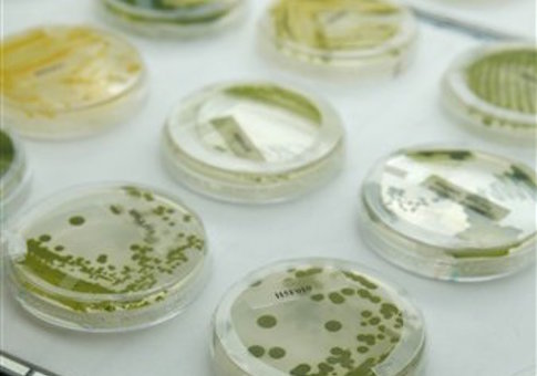 Strains of algae are shown in the strain room of Solazyme in South San Francisco, Calif.