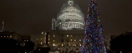 U.S. Capitol Christmas tree
