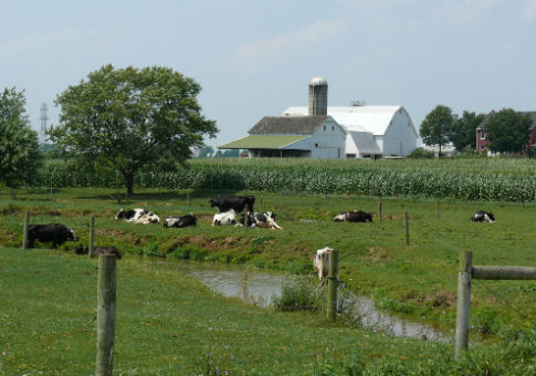 Amish dairy farm
