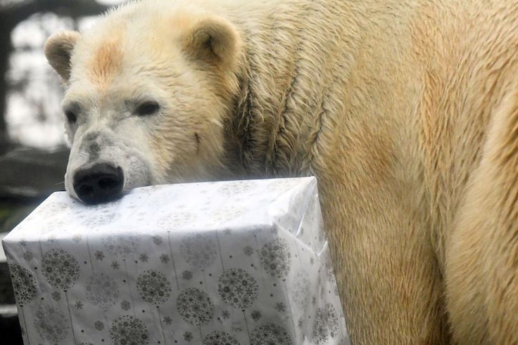 polar bear christmas present